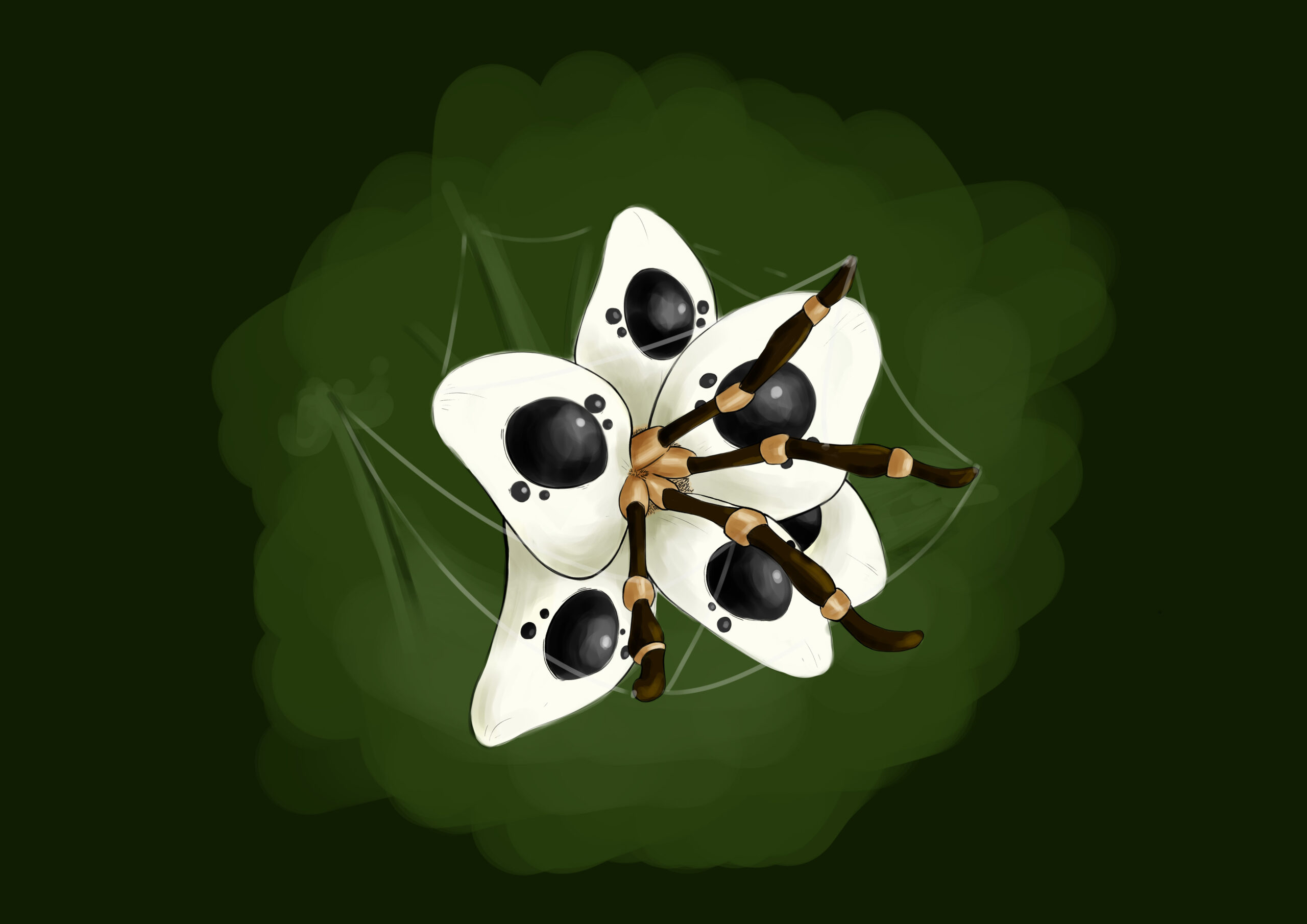 Services Spider Flower Scaled